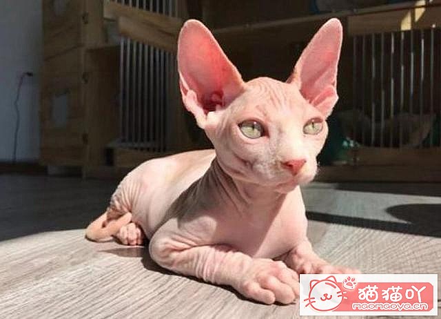 《猫咪智商排名top7》原文配图8