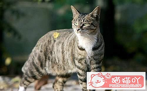 《猫咪智商排名top7》原文配图7