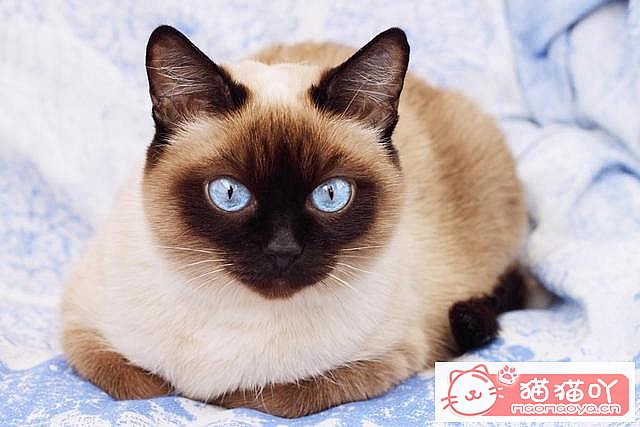 《猫咪智商排名top7》原文配图6