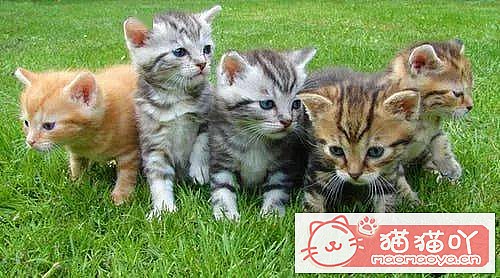 《猫咪智商排行榜:最聪明的猫top10》原文配图1