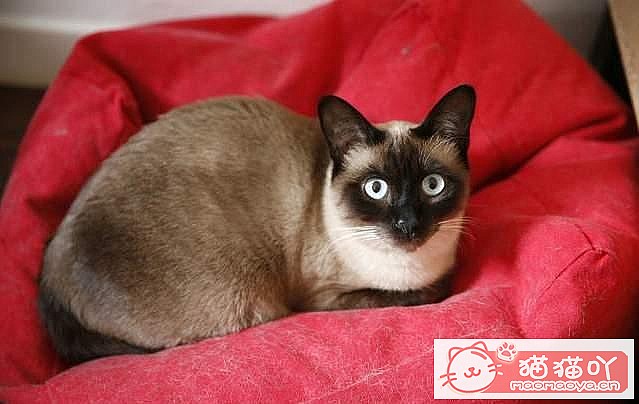 《最“省钱”的5大猫咪》原文配图5