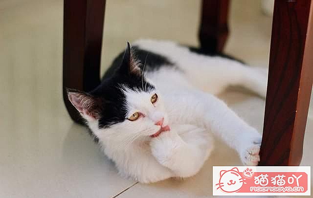 《最“省钱”的5大猫咪》原文配图6