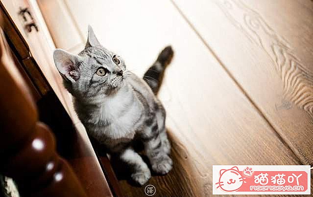 《最“省钱”的5大猫咪》原文配图4