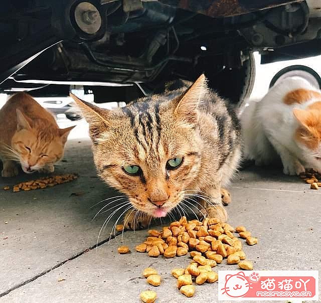 《最“省钱”的5大猫咪》原文配图7