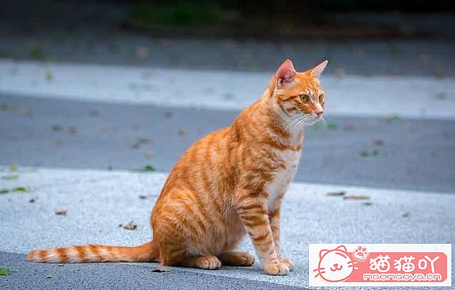 《最“省钱”的5大猫咪》原文配图3