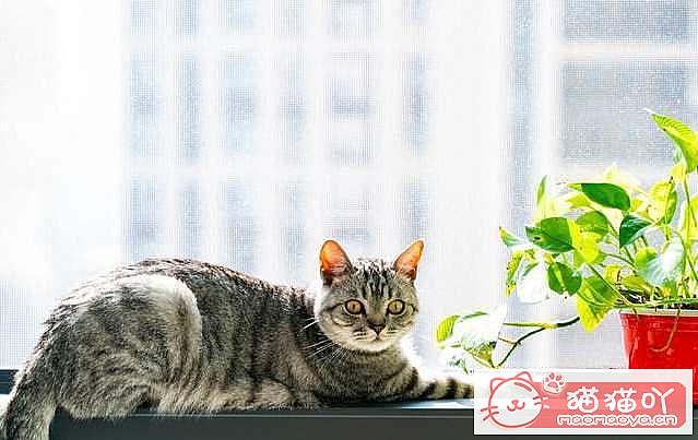 《最“省钱”的5大猫咪》原文配图2