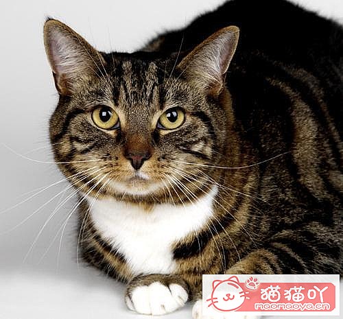 《三种既便宜又好养的猫猫》原文配图1