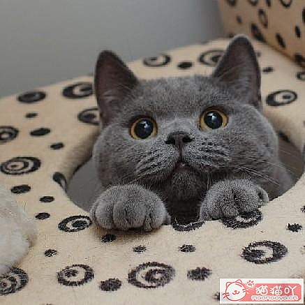 《三种既便宜又好养的猫猫》原文配图3