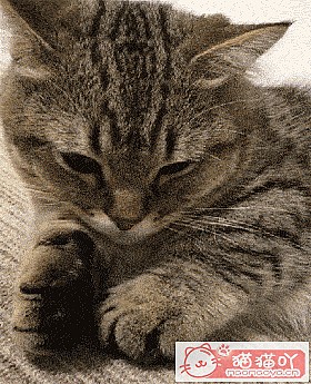 《三种既便宜又好养的猫猫》原文配图2