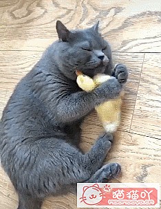 《三种既便宜又好养的猫猫》原文配图4