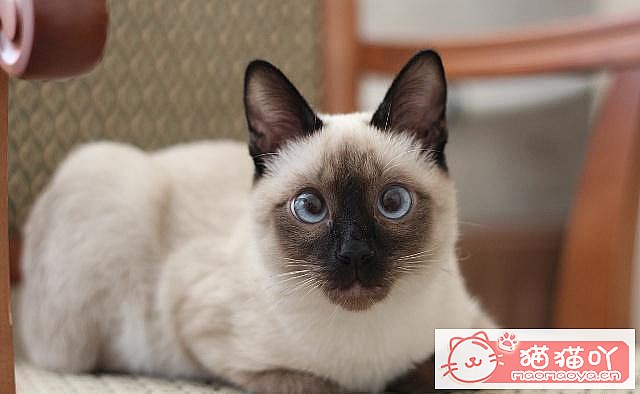 《三种既便宜又好养的猫猫》原文配图6