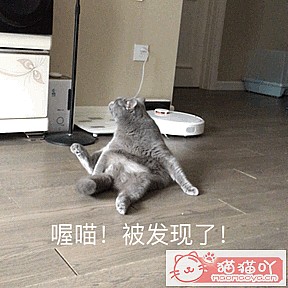 《三种既便宜又好养的猫猫》原文配图5