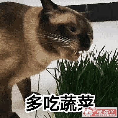 《三种既便宜又好养的猫猫》原文配图7