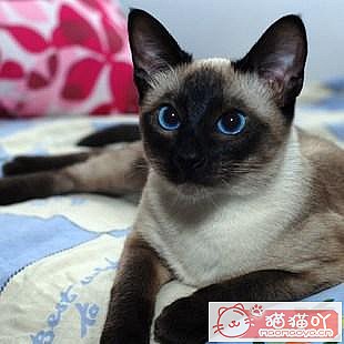 《三种既便宜又好养的猫猫》原文配图8