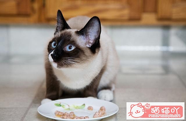 《三种既便宜又好养的猫猫》原文配图9